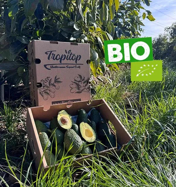 Aguacates Hass de primera calidad en Tropitop, directamente del campo