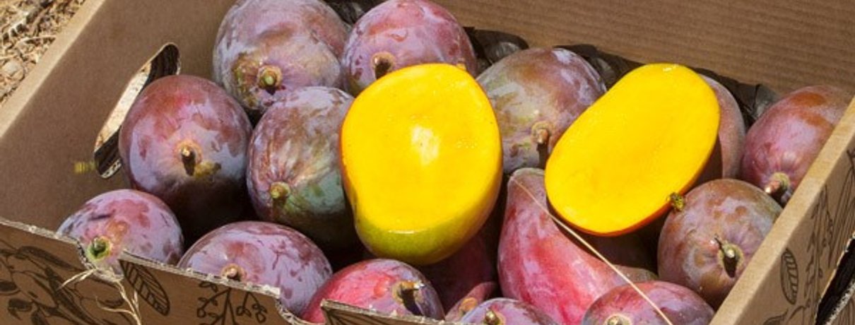 Mangos Osteen frescos comprados directamente del agricultor en Tropitop