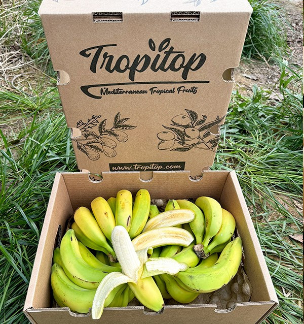 Plátanos de Canarias frescos disponibles en la frutería online Tropitop
