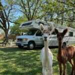 Alpacas beside an RV at a Harvest Hosts location