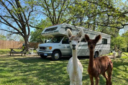 Alpacas beside an RV at a Harvest Hosts location