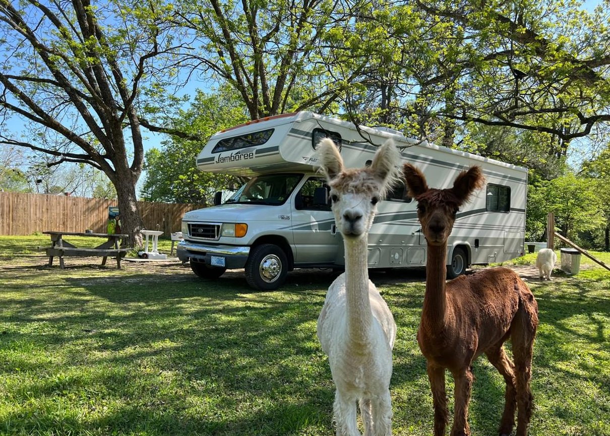 Alpacas beside an RV at a Harvest Hosts location