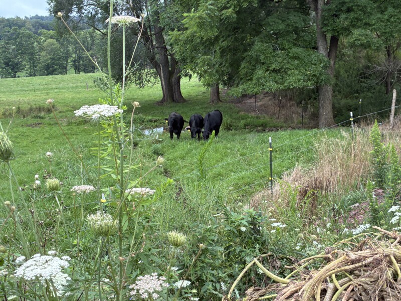 Cows grazing by trees at a rural Host property