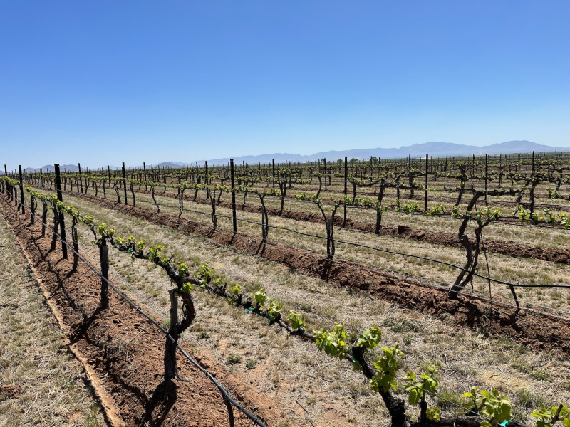 Family-owned estate vineyard retreat in Arizona