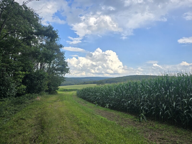 Cornfield beside a grassy lane