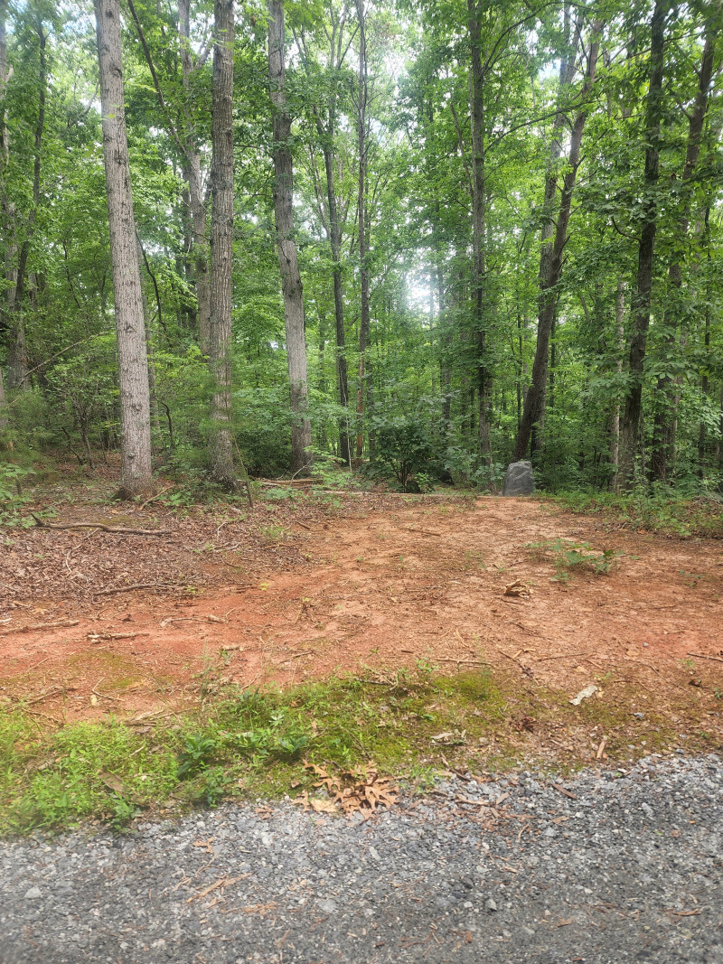Wooded clearing beside a gravel road