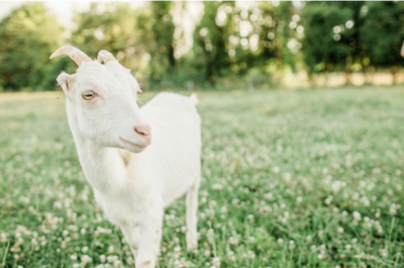 White goat standing in a grassy field