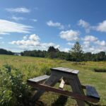 Tranquil island homestead farm retreat in Prince Edward Island