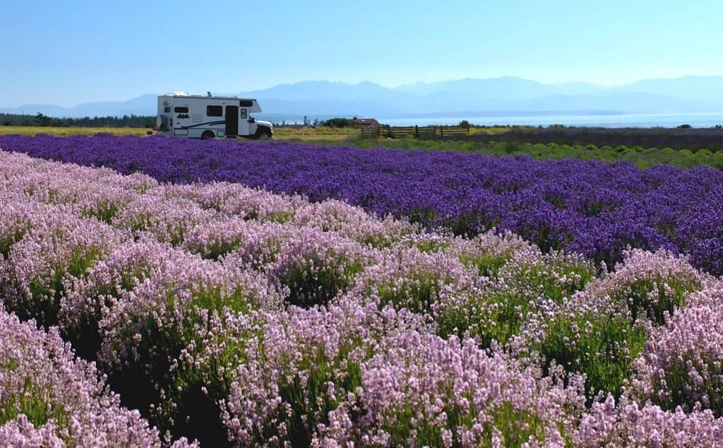 Lavender farm landscape from the Harvest Hosts member gallery