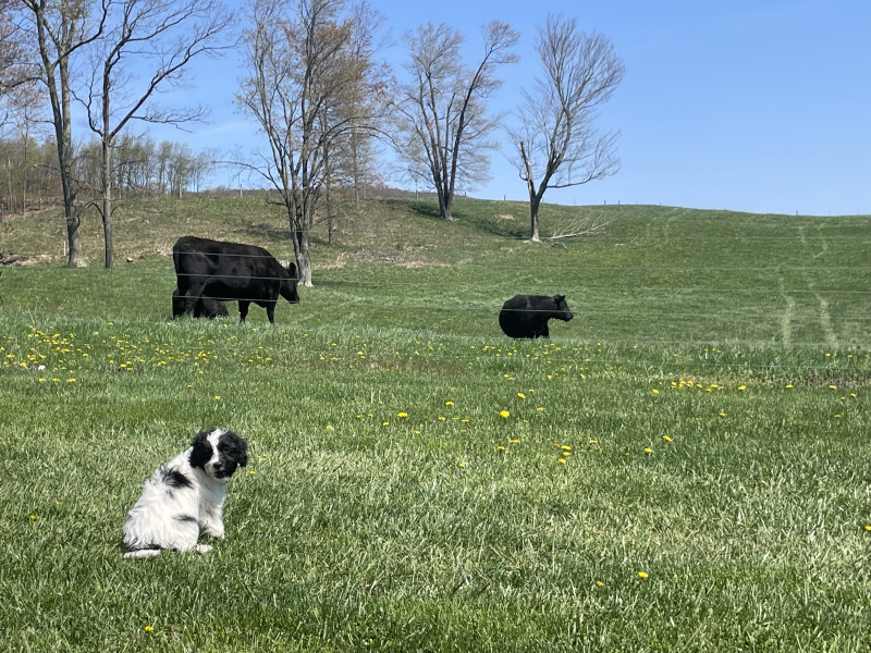 Dog and cattle standing in a pasture