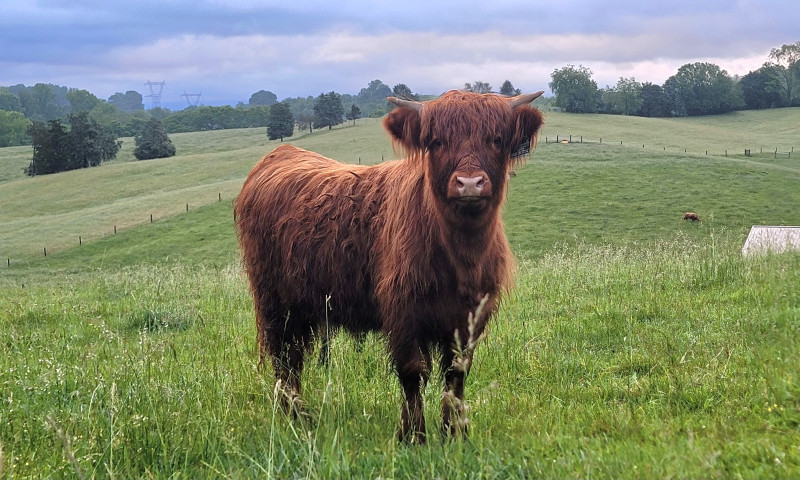 Pasture and farm landscape at a Tennessee Highland cattle property