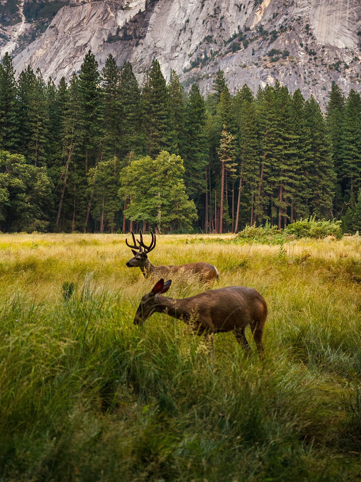 Hirsch auf einer Bergwiese in einer Naturaufnahme