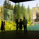 A colourful forest scene from the Nikon Comedy Wildlife Awards immersive experience at Frameless