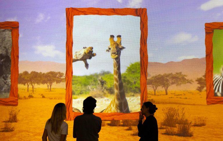 A colourful wildlife projection during a Frameless Lates event