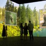 Projected wildlife photography in the Nikon Comedy Wildlife Awards immersive experience at Frameless