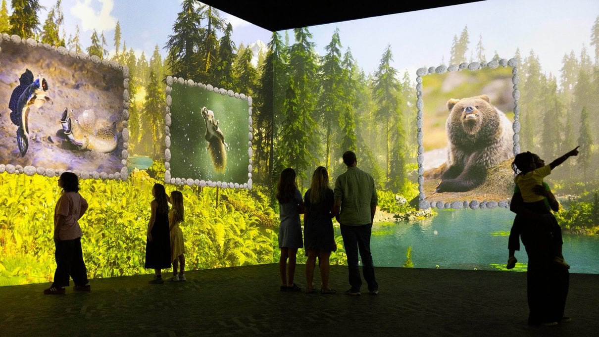 Projected wildlife photography in the Nikon Comedy Wildlife Awards immersive experience at Frameless