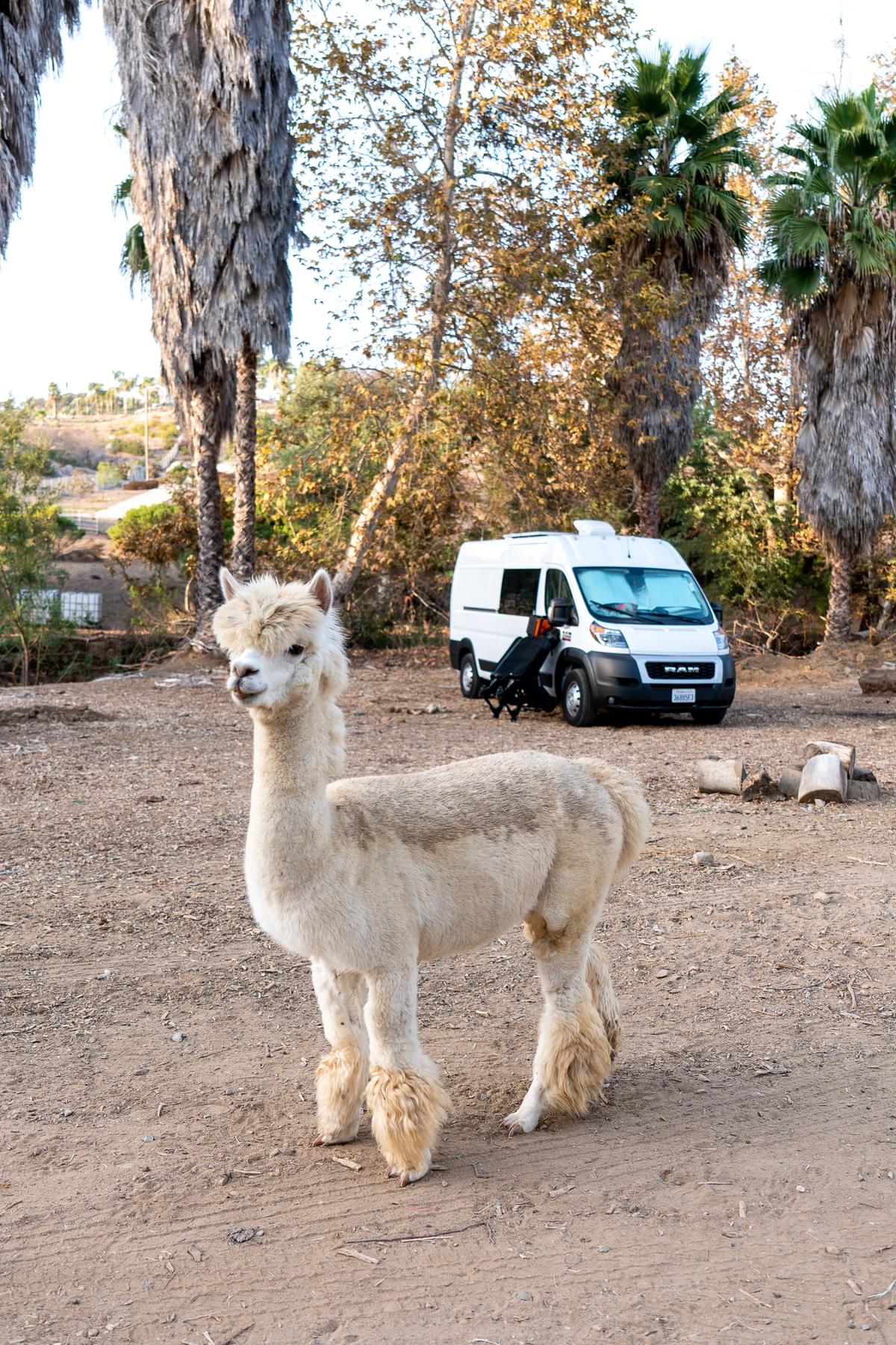 Alpaca near a camper van at a Harvest Hosts location