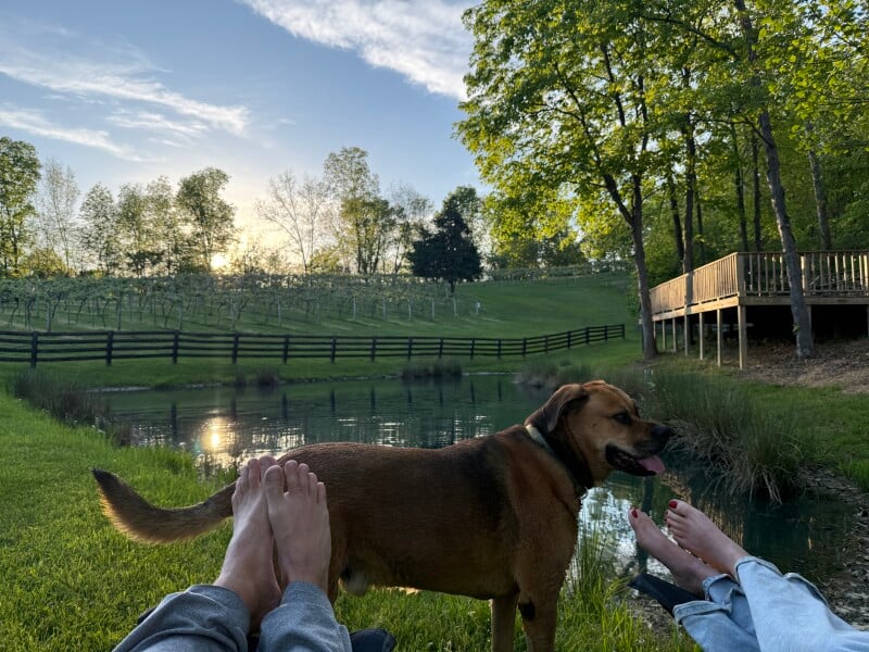 Dog beside a pond at a farm host location