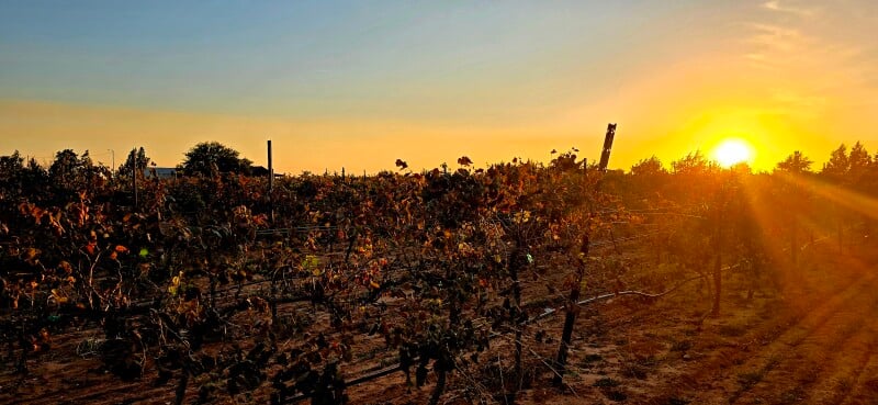 Vineyard landscape at sunset