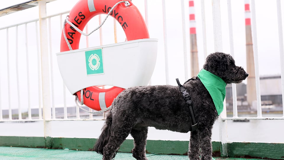 Dog on the deck of an Irish Ferries ship