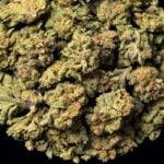 Velvet Gas cannabis flower buds arranged in a pile