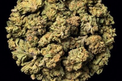 Velvet Gas cannabis flower buds arranged in a pile