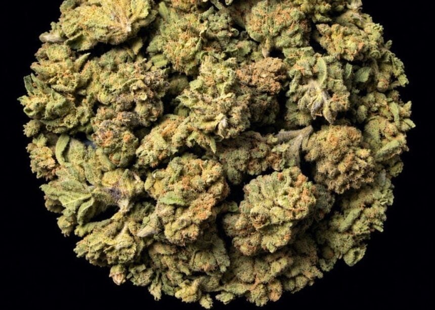 Velvet Gas cannabis flower buds arranged in a pile