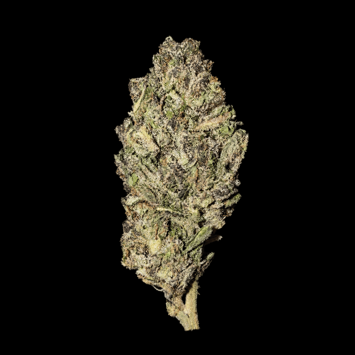 Jealousy THCA flower from Lost In Translation, Inc
