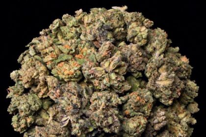 Rainbow Candy THCA flower buds from Lost In Translation, Inc
