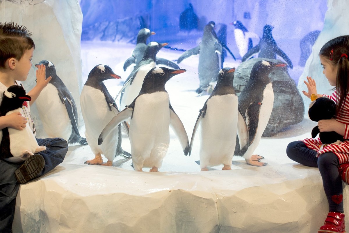 Children watching penguins at SEA LIFE Birmingham