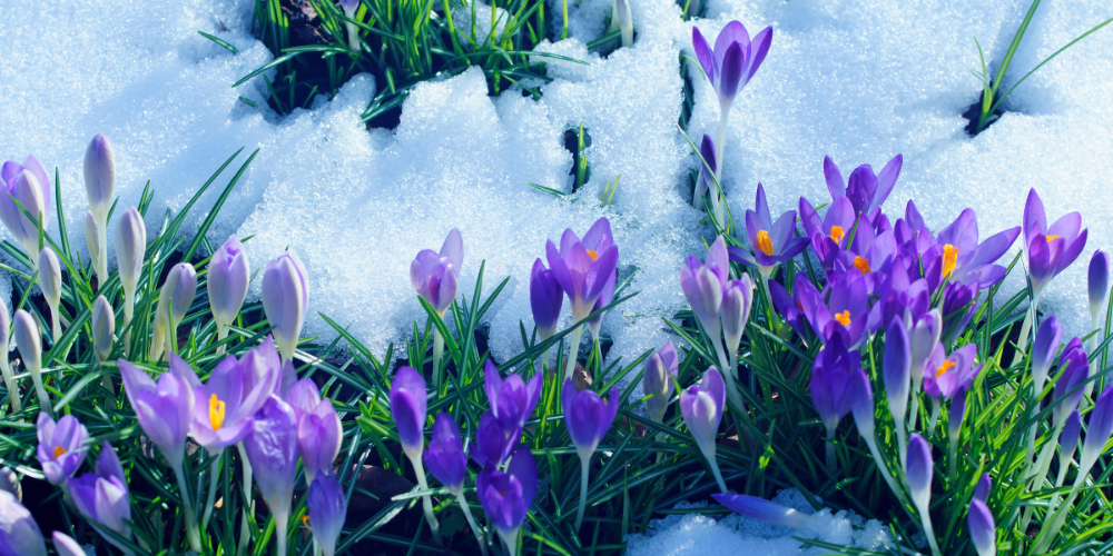 Krokusse als Ausflugsziel im Frühling