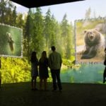 Immersive woodland wildlife artwork at Frameless