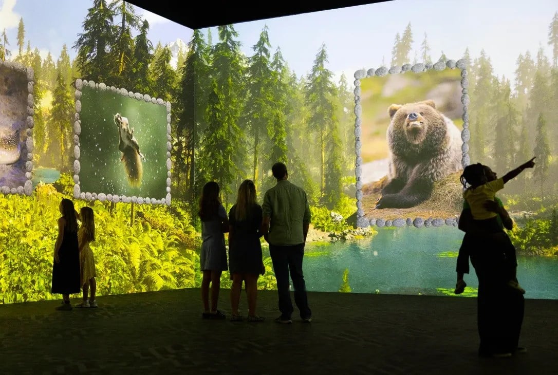 Wildlife-themed forest projection at Frameless