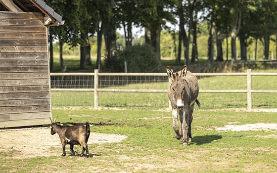 Farm area at Château Lez Eaux holiday park