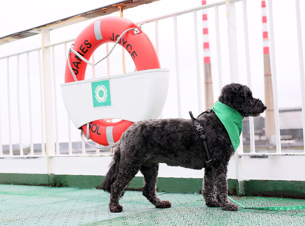 A dog standing on an Irish Ferries passenger deck