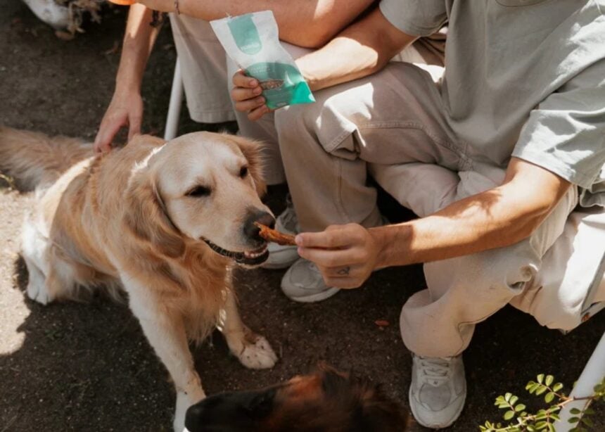 Perro acompañado por personas mientras recibe un snack de Natuka