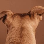 Perro visto de espaldas en una escena doméstica